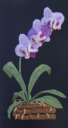 Vivien Orchid